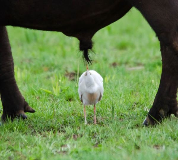 Уморительные фотографии с конкурса Comedy Wildlife Photography Awards 2024 (10 фото)