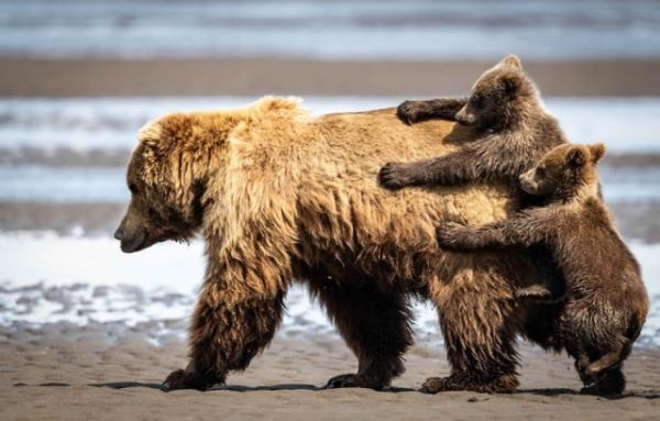 Уморительные фотографии с конкурса Comedy Wildlife Photography Awards 2024 (10 фото)